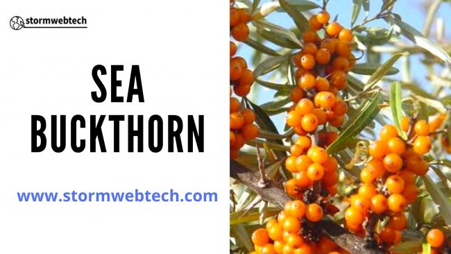 what is sea buckthorn ?, sea buckthorn for upsc, sea buckthorn gk facts, sea buckthorn in india, benefits of sea buckthorn